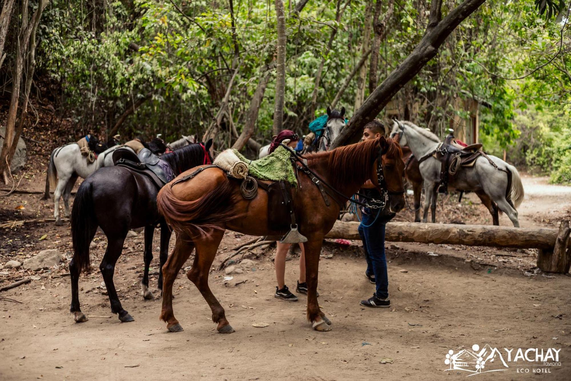 Ecohotel Yachay Tayrona Dentro Del Parque Tayrona El Zaino Exteriör bild